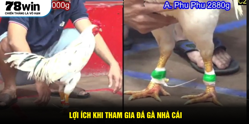 Lợi ích khi tham gia đá gà nhà cái
